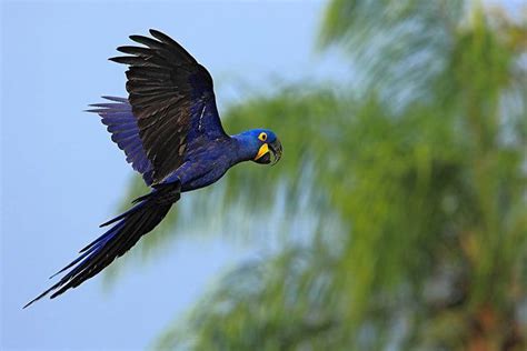 Hyacinth Macaw - Animal Facts for Kids - Characteristics & Pictures