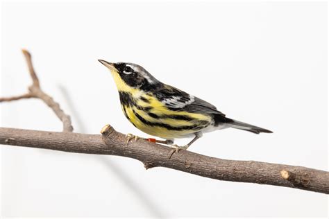 Magnolia warbler | Smithsonian's National Zoo