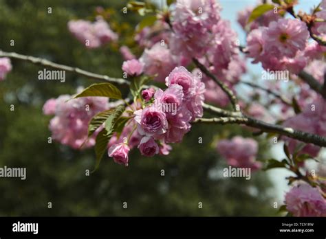 Japanese cherry blossoms Kyushu cherry blossoms Stock Photo - Alamy