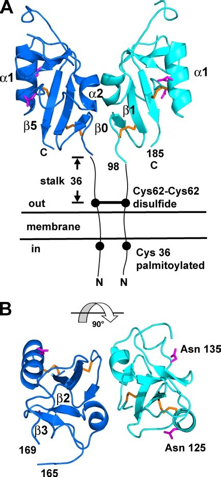 The structure of the poxvirus A33 protein reveals a dimer of unique C-type lectin-like domains ...