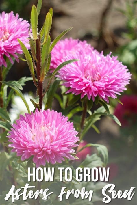 How to Grow Asters from Seed - growhappierplants.com