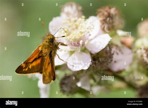 Nectaring mariposas fotografías e imágenes de alta resolución - Alamy