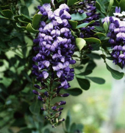 How should I prune my Texas mountain laurel? - Houston Chronicle