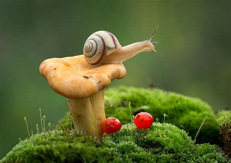 HD Wallpaper: Brown and White Snail on Mushroom