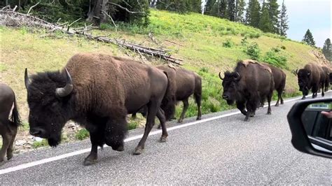 Bison Buffalo Traffic Jam in Yellowstone - YouTube