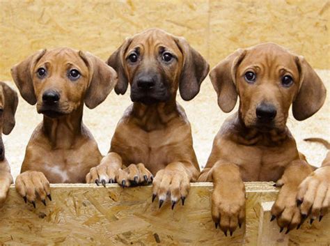 Whoa, mama! Rhodesian Ridgeback gives birth to 17 puppies - NY Daily News