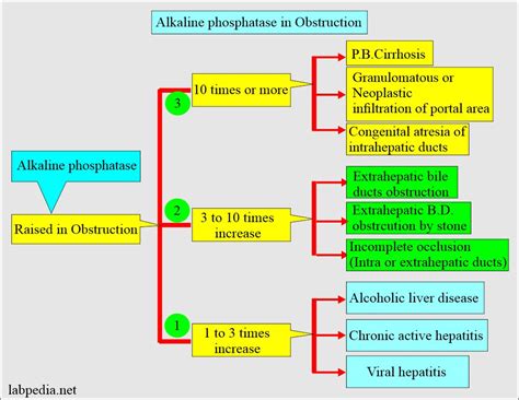 Alkaline Phosphatase Blood Test | informacionpublica.svet.gob.gt