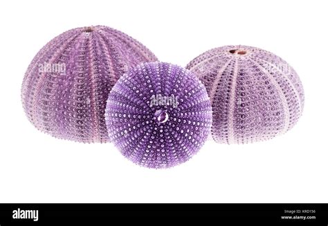 Violet sea shells of Sea Urchin isolated on white background Stock Photo - Alamy