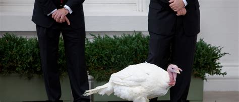 OPINION: Annual Turkey Pardoning A White House Tradition | The Daily Caller