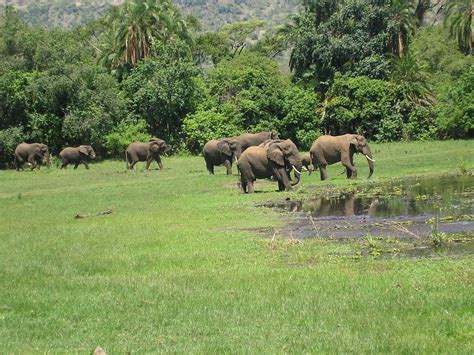 Akagera National Park – Visit Rwanda