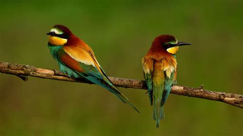 Birds at Manuel Antonio National Park | ICIES