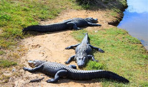 Les crocodiles d'Australie - caractéristiques et risques