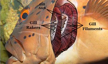 Gills: Definition & Anatomy | Study.com