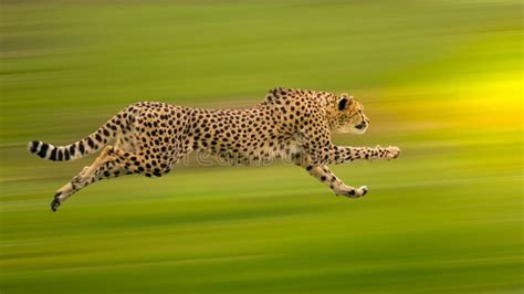 Cheetah Run Stock Photo - Image: 62123774