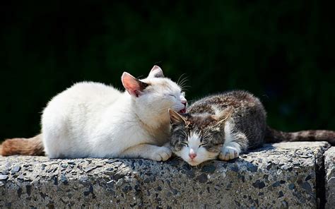 Friends ***, cat, cats, animals, animal, friends, HD wallpaper | Peakpx