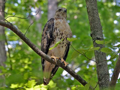 Red-tailed Hawk