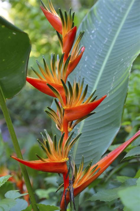 Bird Of Paradise Varieties – Learn About Different Bird Of Paradise Plant Types | Unique flowers ...