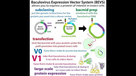 Baculovirus Expression Vector Systems (getting insect cells to make ...