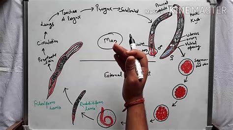 Ancylostoma duodenale (hookworm) life cycle and pathogenesis in hindi - YouTube