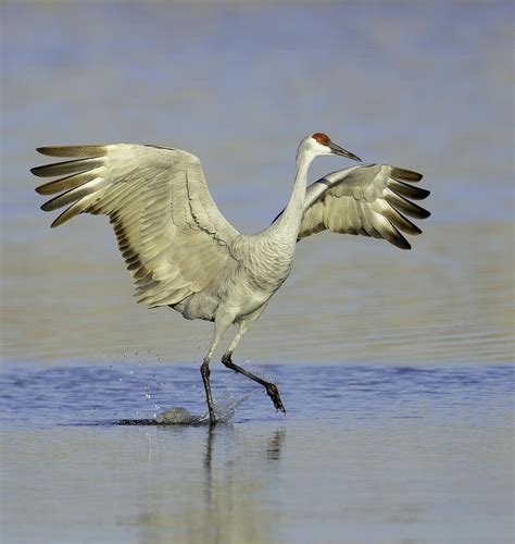 Dancing Crane Photograph by Allan Rube | Fine Art America