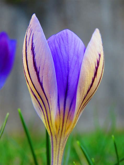 Crocus Purple Striped Beginning Of - Free photo on Pixabay