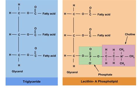 Lipid Types and Structures – Nutrition: Science and Everyday Application, v. 1.0