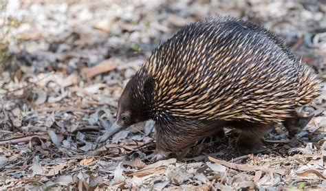 Short-beaked echidna facts, distribution & population | BioDB