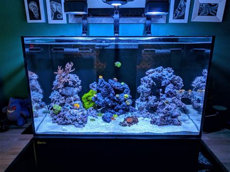 Build Thread - Clabern's Red Sea Reefer 250 | Reef2Reef