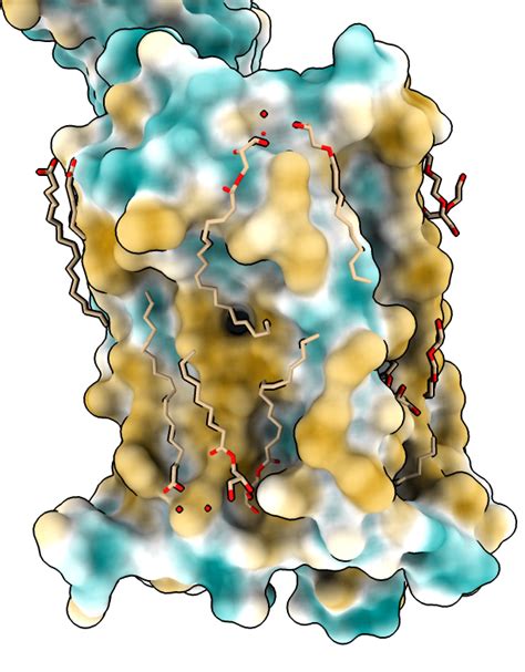 Delta Opioid Receptor