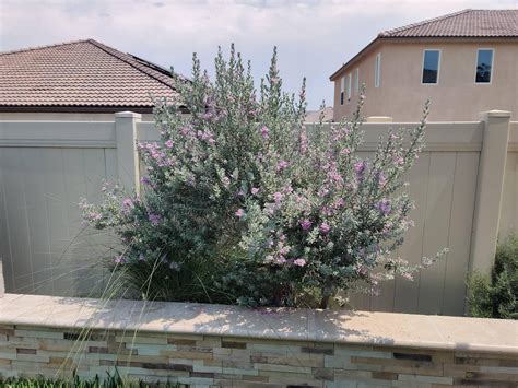 Texas Ranger loves this heat - kicking in to a nice bloom : SoCalGardening