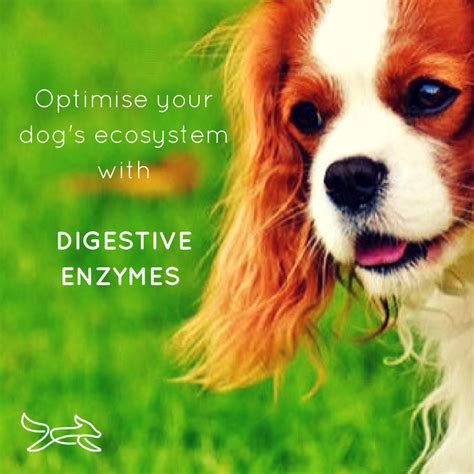 Digestive Enzymes : Optimise your dog's ecosystem — CANINE WORKS