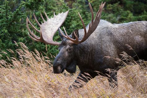 Bull Moose | Sean Crane Photography