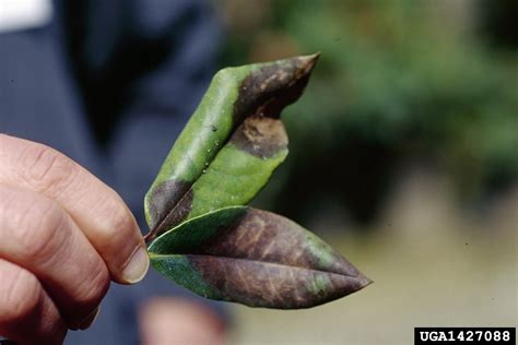 sudden oak death (Phytophthora ramorum S. Werres, A.W.A.M. de Cock)