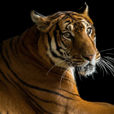 Top 195 + Endangered species of animals in india - Inoticia.net