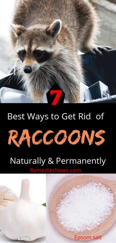 How to Get Rid of Raccoons Fast - 7 Natural Remedies | Getting rid of ...