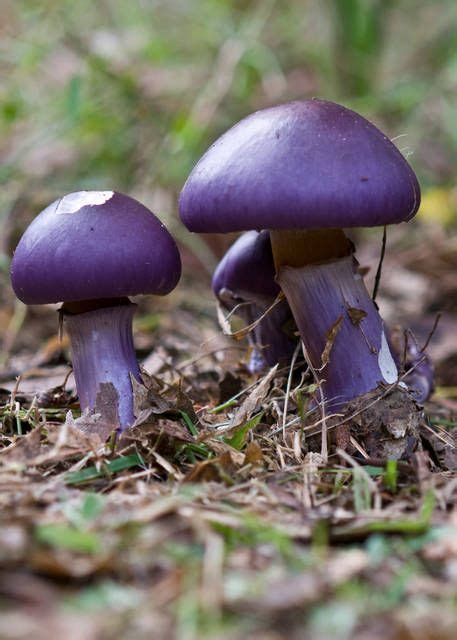 101 best purple mushroom images on Pinterest | Fungi, Mushroom fungi and Mushrooms