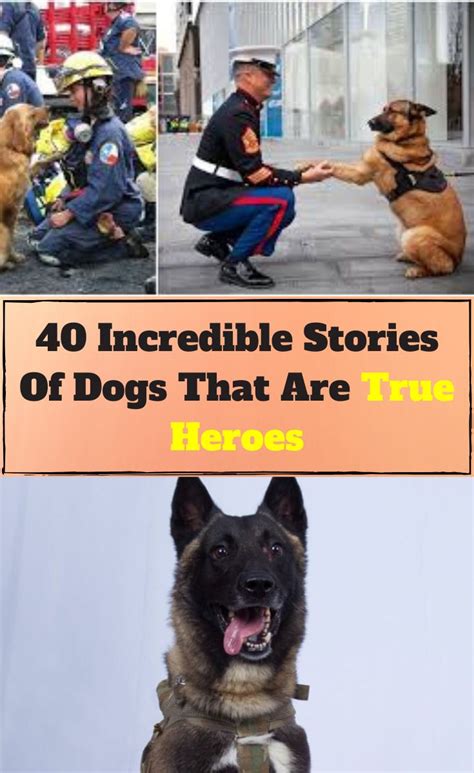 40 Incredible Stories Of Dogs Who Surprised Everyone With Their Heroism And Bravery | Dog hero ...