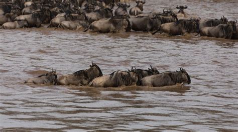 Circle Of Life - Wildebeest Migration And Predators In Serengeti