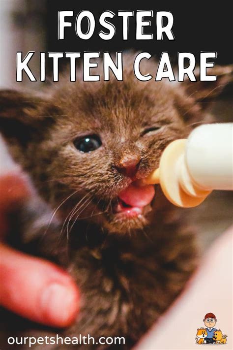 Kitten Fostering 101 (complete beginners guide) — Our Pet's Health