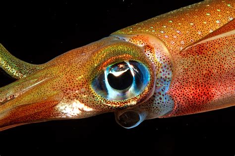 Squid eyes reveal molecular secrets for smart lenses - Cosmos Magazine