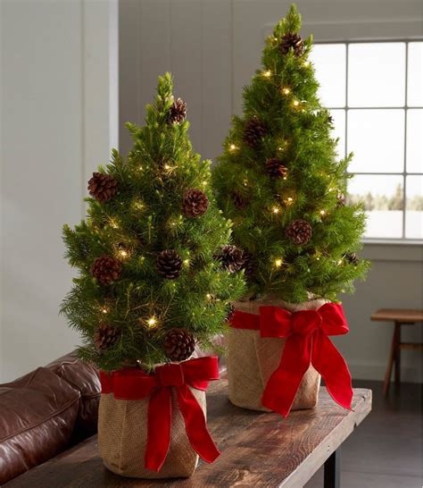 Live Tabletop Christmas Tree With Lights - Christmas Trends 2021