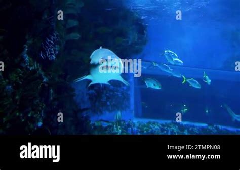 Shark in the aquarium. Aquarium in Budapest, Hungary. Tropicarium ...