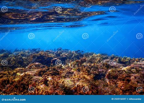 Forest of Seaweed, Seaweed Underwater Stock Image - Image of brown, frond: 255916597