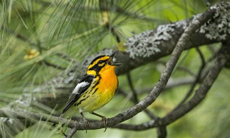 Endorsed Forester Eric Hansen On His Many "Aha!" Bird Moments | Audubon ...