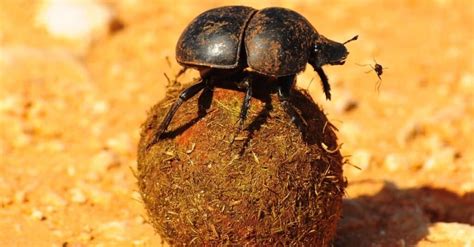 What Do Dung Beetles Eat? - A-Z Animals