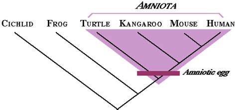 Monophyletic Group