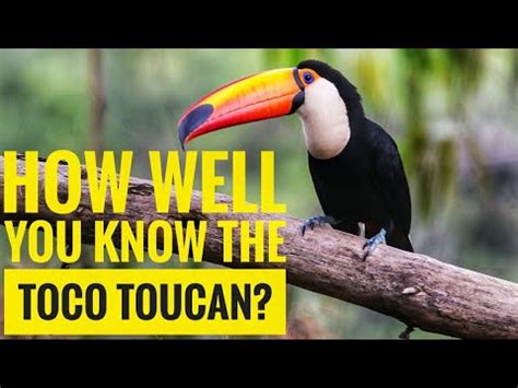 Toco Toucan Habitat