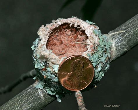 Ruby-throated Hummingbird nest by Dan Kaiser | Taken July 4,… | Flickr