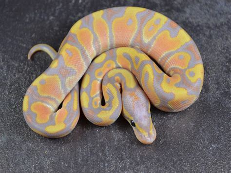 Banana Ball Ghost Orange Dream - Morph List - World of Ball Pythons | Ball python, Ball python ...