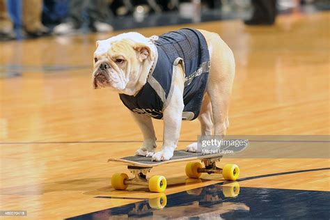 The Georgetown Hoyas mascot rides a skateboard on the floor during a... News Photo - Getty Images